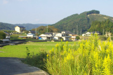 風景_泡立草