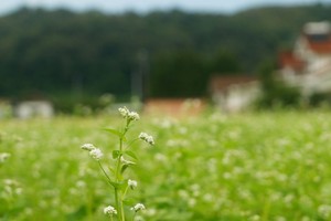 蕎麦の花